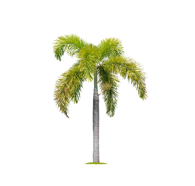 Tall Yellow palm tree isolated on white background with clipping path