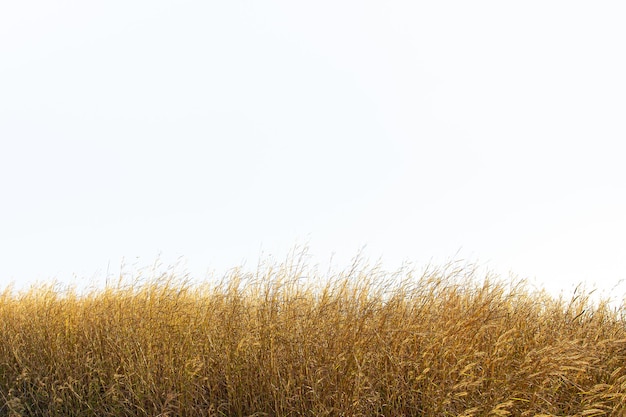 Tall yellow wild grass against an isolated white sky  background