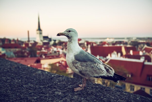 Tallinn en zeemeeuw