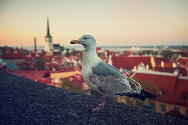 Tallinn en zeemeeuw