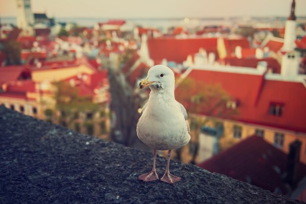 Tallinn and sea gull