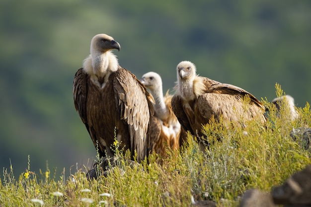 Talloze kudde van vale gierzitting op horizon in zonnige de zomerochtend