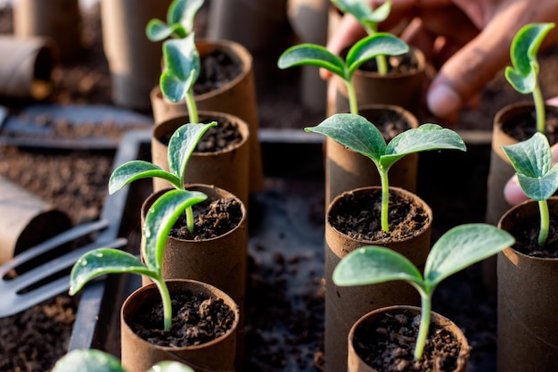 Talloze zaailingen in kwekerijtrays, mensenhanden die zaailingen planten die in wc-papierkernen zijn geplant.