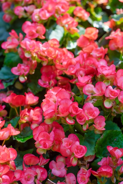 Talrijke heldere bloemen van knolbegonia&#39;s (Begonia-tuberhybrida) in tuin