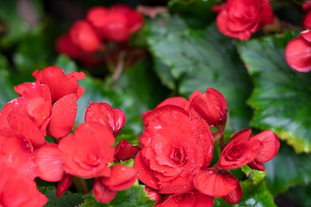 Talrijke heldere bloemen van knolbegonia&#39;s