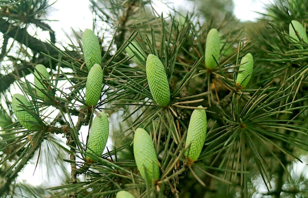 Talrijke lichtgroene jonge dennenappels groeien aan de boom