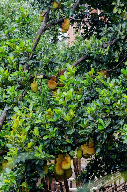 Talrijke tropische jackfruitbomen in Minas Gerais, Brazilië