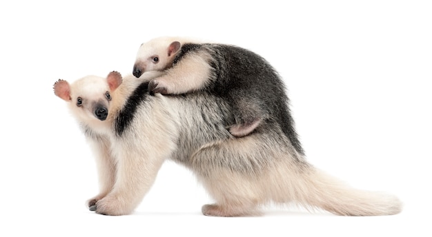 Tamandua, Tamandua tetradactyla мать и ребенок, стоя на белой стене изолированы