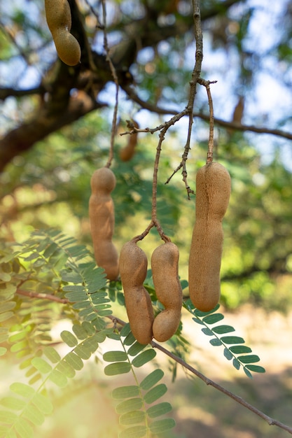 Photo tamarind fruit tree