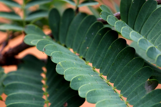 The tamarind fruits are used in cuisines around the world.