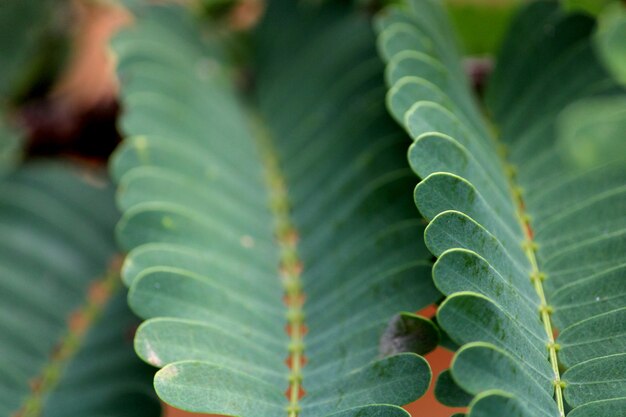 The tamarind fruits are used in cuisines around the world.