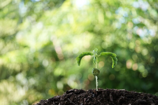 タマリンドの栽培 植物の芽の栽培