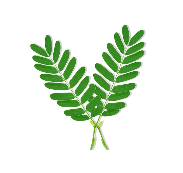 Tamarind leaf isolated  