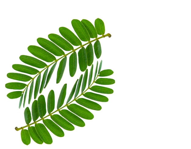 Photo tamarind leaves on white background