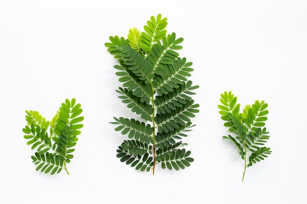 Tamarind leaves on white background