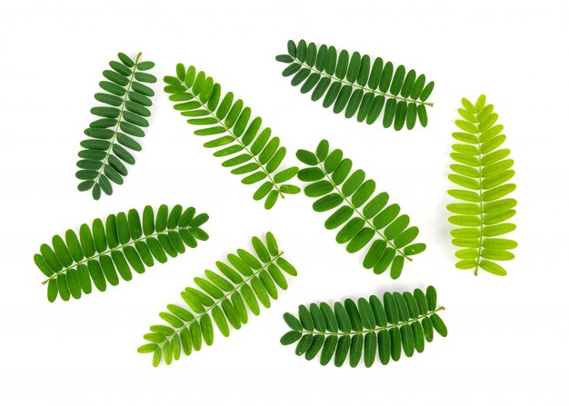 Tamarind leaves on white background