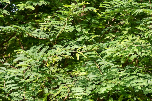 Tamarind Tamarindus indica 녹색 잎 선택 초점