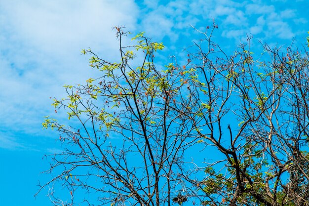 青空の背景にタマリンドの木