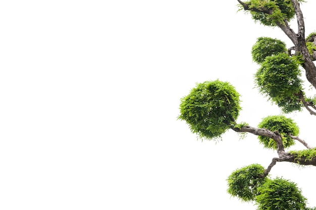 Tamarind tree on white background,green background,bonsai tree on a white background