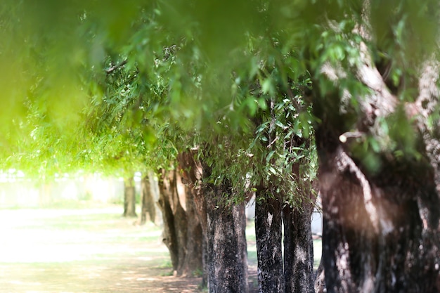 Tamarind trees in raws. Selective focus.