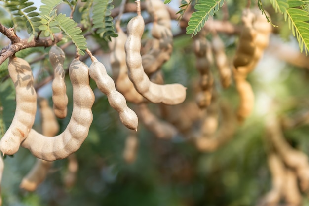 Tamarinde aan de boom die volgroeid is klaar om te oogsten