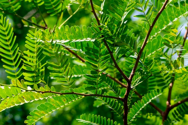 Tamarinde Tamarindus indica groene bladeren geselecteerde focus