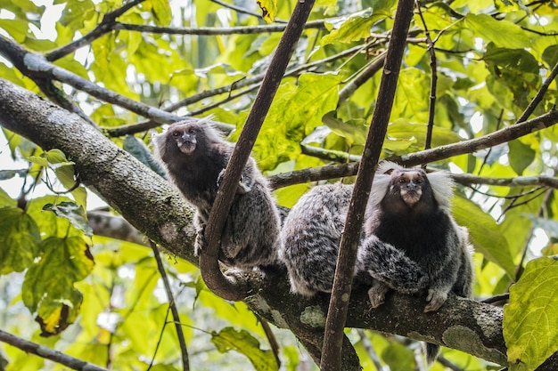 写真 森の木の上にあるタマリン