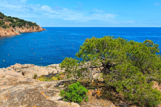 Tamariu baai zomer kust uitzicht met dennenboom, Costa Brava in Catalonië, Spanje.