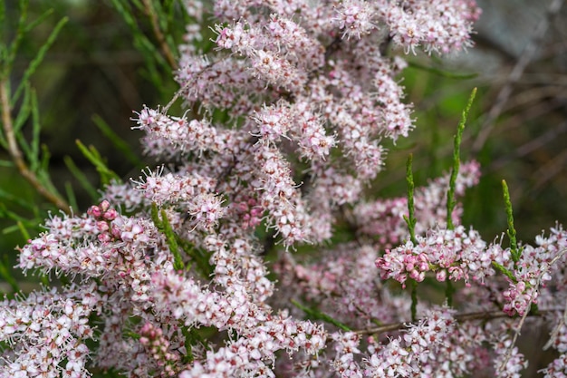 タマリクスの花、ピンクのタマリスク、クローズ アップ、花の咲く木、塩杉の木、タライ マクロ写真