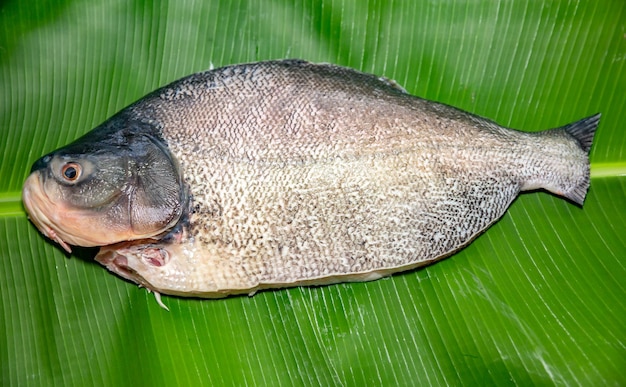 Tambaqui Colossoma macropomum traditionele Braziliaanse zoetwatervis uit de Amazone en de Pantanal