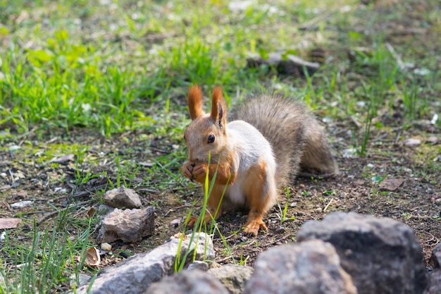 The tame squirrel eats a walnut