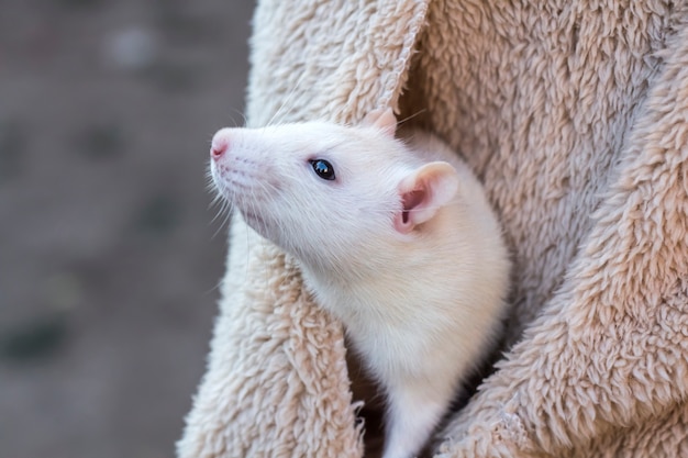 A tame white rat peeks out of a jacket pocket.