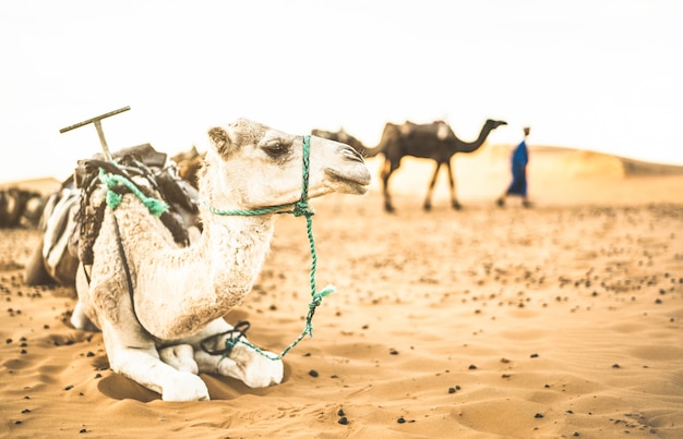 Tamed dromedary resting after ride excursion in Merzouga desert in Morocco