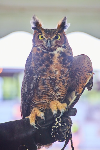 Photo tamed and injured great horned owl on glove of trainer