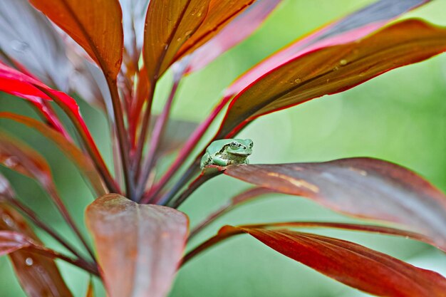 Tamuron sp 90mm f25 52b