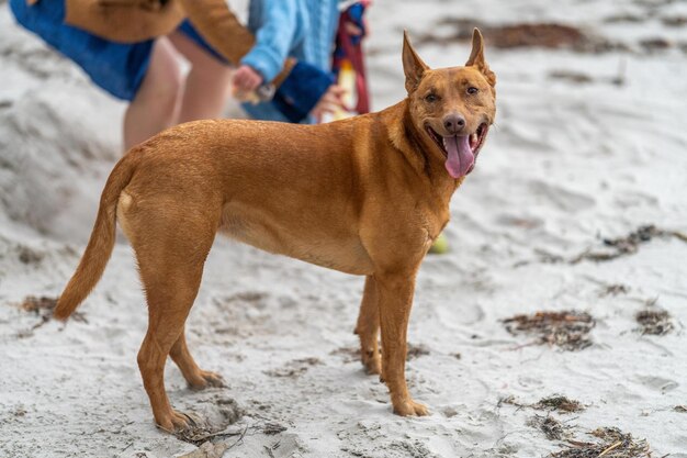 Photo tan kelpie on the beach in australia