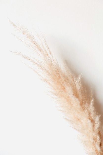 Tan pampas grass branch on white surface