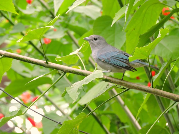 木の上に座っているタナガー鳥
