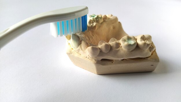 Tandenborstel en mock menselijke kaak Gips onderkaak Tandheelkundige en gezondheidszorg concept Witte achtergrond Heldere gele en blauwe kleur Robuuste scheve tanden Hulp van de tandarts en orthodontist