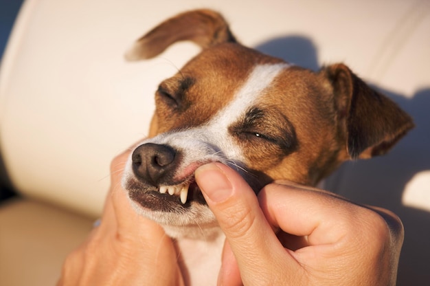 Tandonderzoek van de Jack Russell Terrier