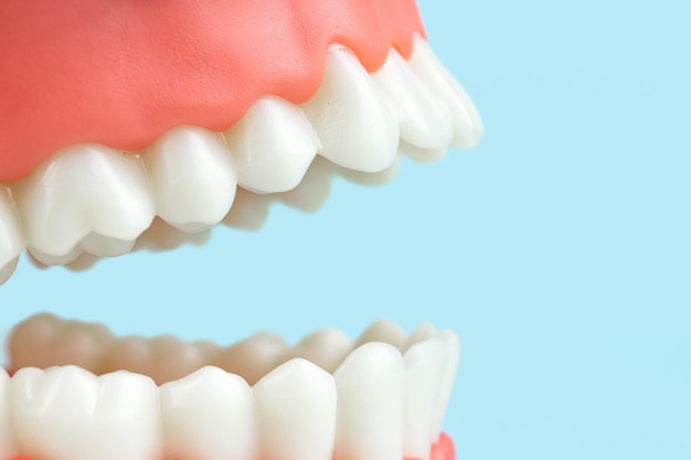 Tandprothese op blauwe achtergrond close-up Ouderdom Tanden Kaak Tandheelkundig Model Close-up tand model mock tand op blauwe achtergrond close-up