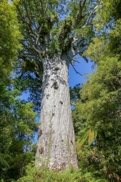 Tane Mahuta in New Zealand