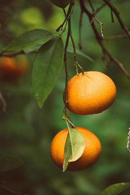 Tangerine garden with fruits