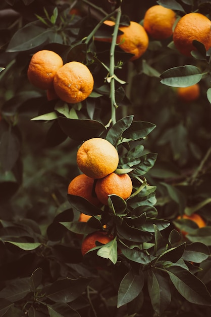 Tangerine garden with fruits