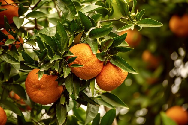 Tangerine garden with fruits