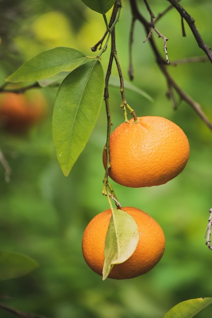 Tangerine garden with green leaves and ripe fruits. Mandarin orchard with ripening citrus fruits. Natural outdoor food background