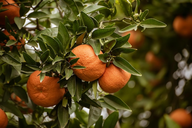 Tangerine garden with green leaves and ripe fruits. Mandarin orchard with ripening citrus fruits. Natural outdoor food background