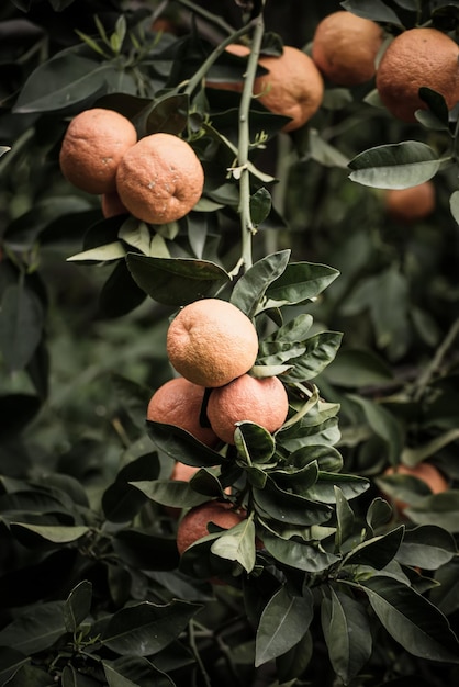 Tangerine garden with green leaves and ripe fruits Mandarin orchard with ripening citrus fruits Natural outdoor food background