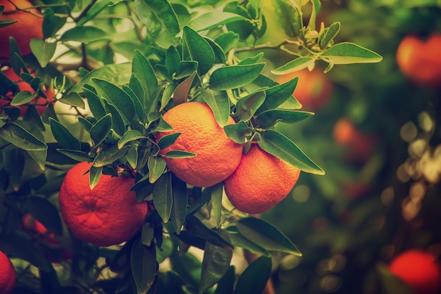 Tangerine garden with green leaves and ripe fruits Mandarin orchard with ripening citrus fruits Natural outdoor food background