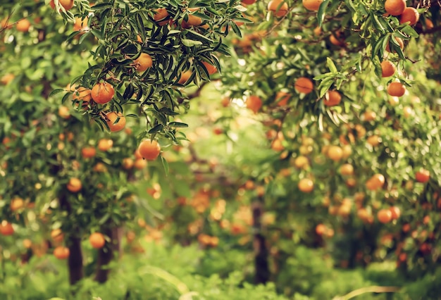 Tangerine green garden